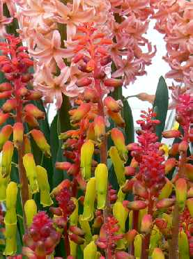 Red and Pink Flowers II