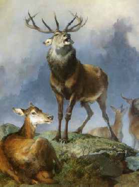 Scene in Braemar, Highland Deer (portrait detail)