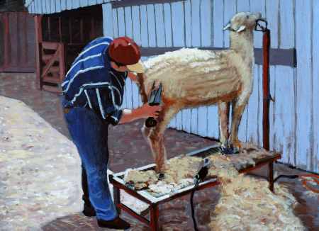 Sheep Shearing