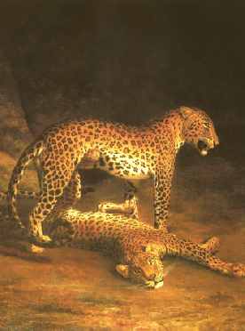 Two Leopards