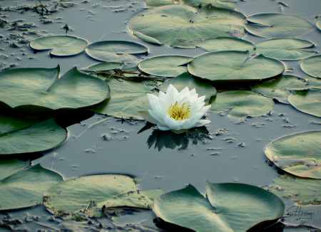 White Water Lilies