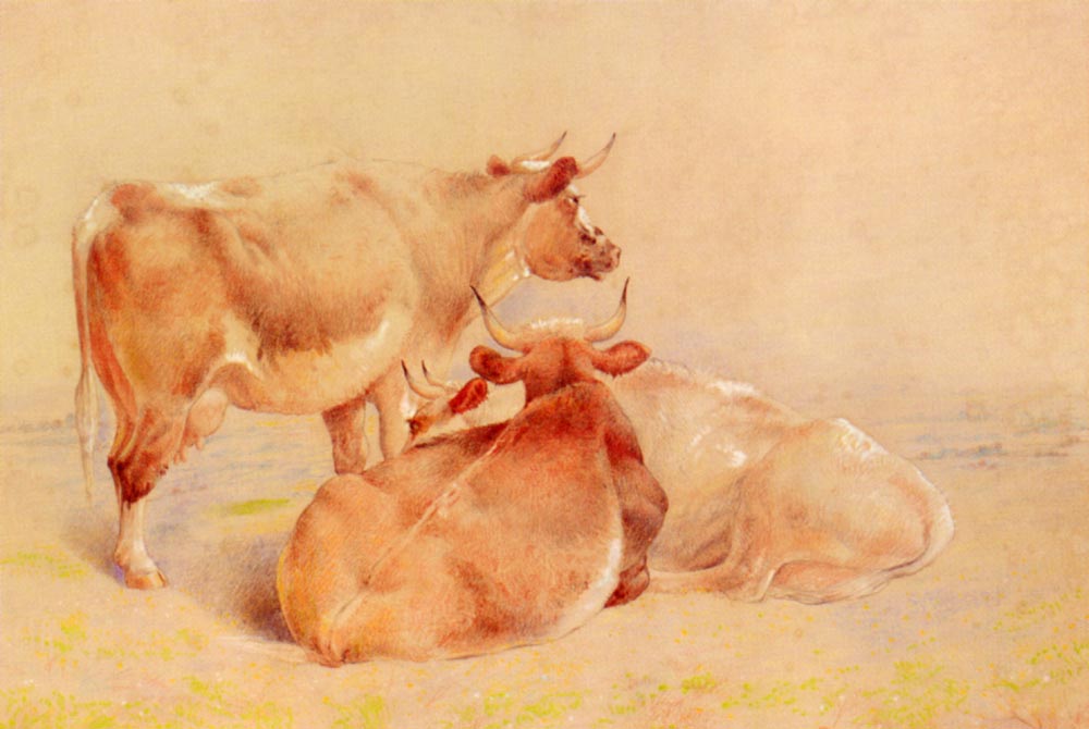 Cattle Resting 2