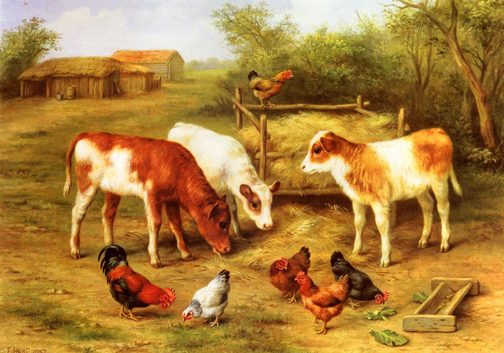 Calves and Chickens feeding in a Farmyard