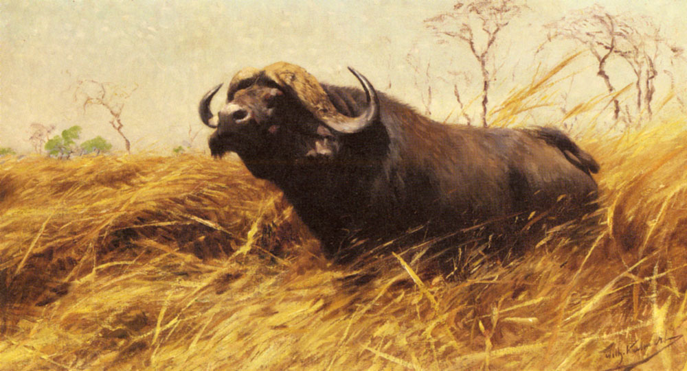 An African Buffalo