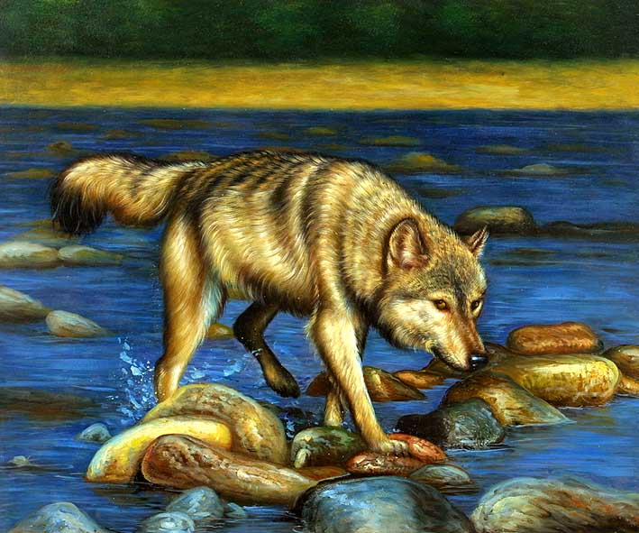 Wolf Watching for Fish