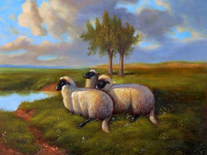 Blackhead Sheep