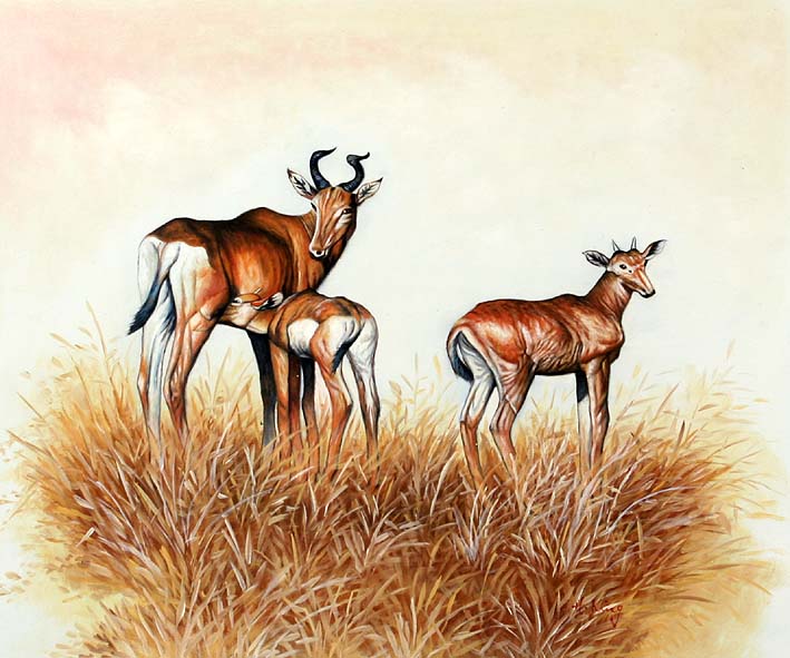 African Antelopes