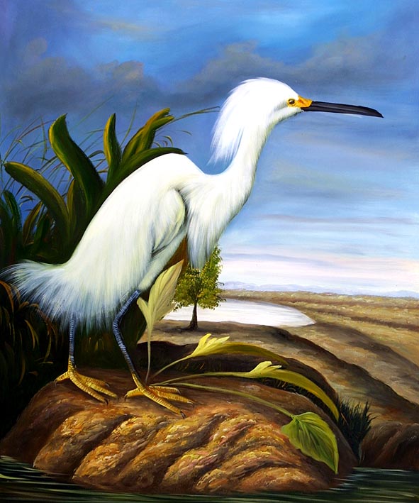 White Egret