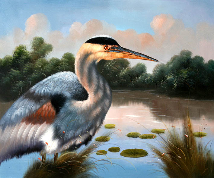 Black-headed Heron