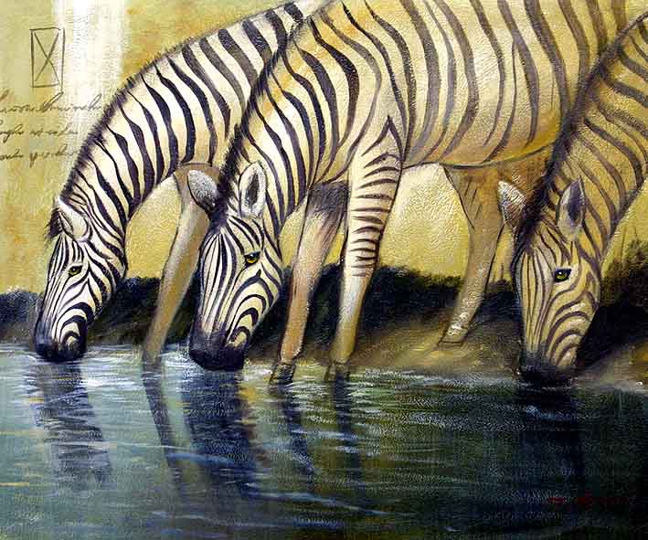 Drinking Zebras