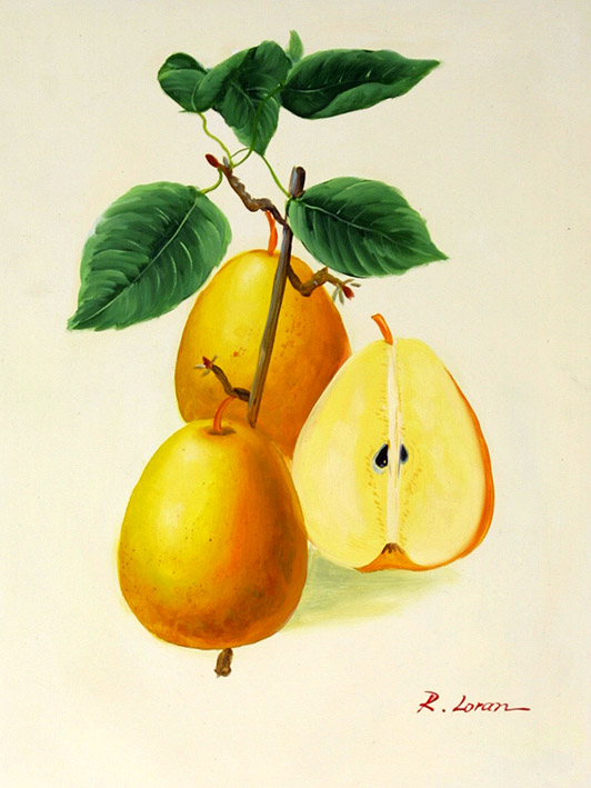 Pears