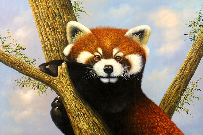 Red Panda in Tree, III