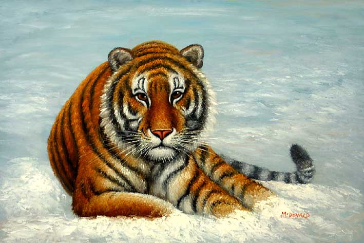 Siberian Tiger Laying in Snow