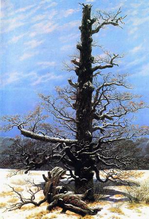 Eich tree in the snow