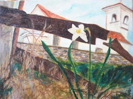 Narcissus