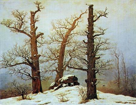 oak in the snow