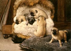 Nest Met Jonge Mastiffs