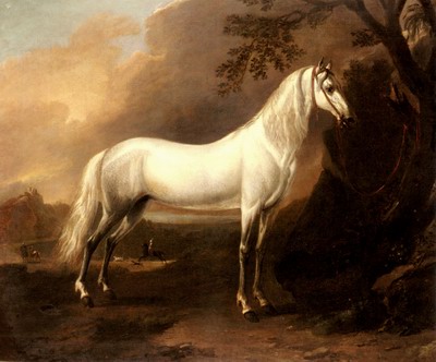 A Grey Arab Stallion In A Landscape