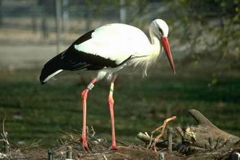 photograph artists prints Masterpiece Oil Painting Reproduction Animal oil pain