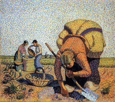 Potato harvest
