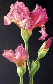 Oil painting for sale:floral12