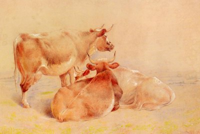 Cattle Resting
