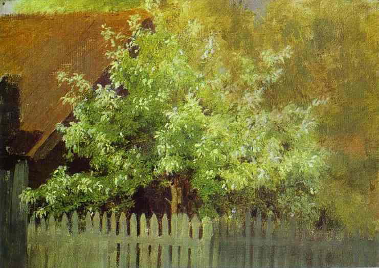 Bird-Cherry Tree. Early 1880