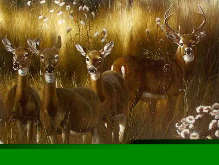 Oil painting for sale:others-034