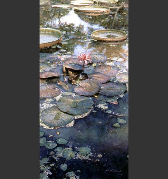 Waterlilies in Bloom