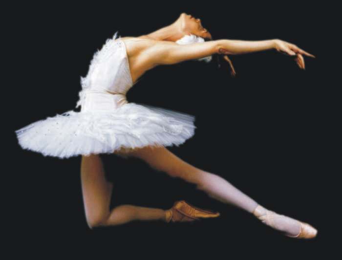 dying swan