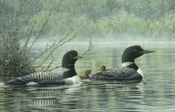 Northern Reflections - Loons