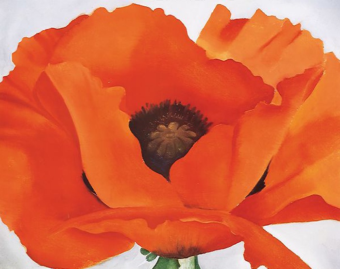 Red Poppy