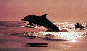 Delphinus Delphis