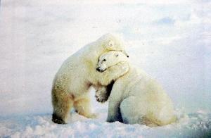 Two Polar Bears