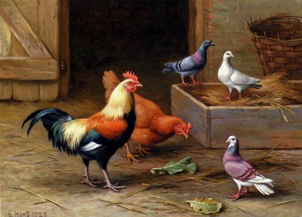 Chickens, Pigeons and a Dove