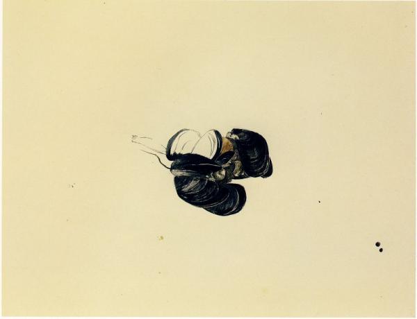 Mussels, Study for Little Caldwell's Island