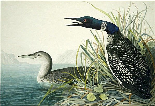 Northern Diver