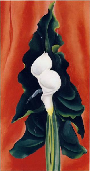 White Calla Lily with Red Background