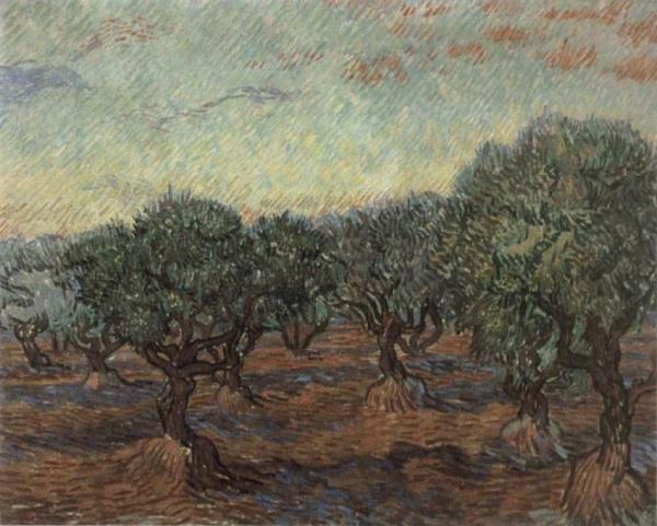 Olive Orchard,Saint-Remy