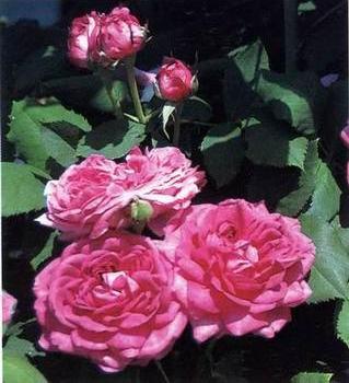 Still life floral, all kinds of reality flowers oil painting 333