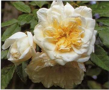 Still life floral, all kinds of reality flowers oil painting 177