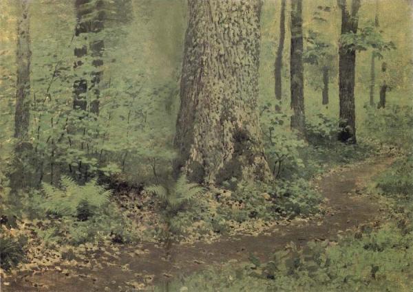 Away in the foliage forest fern