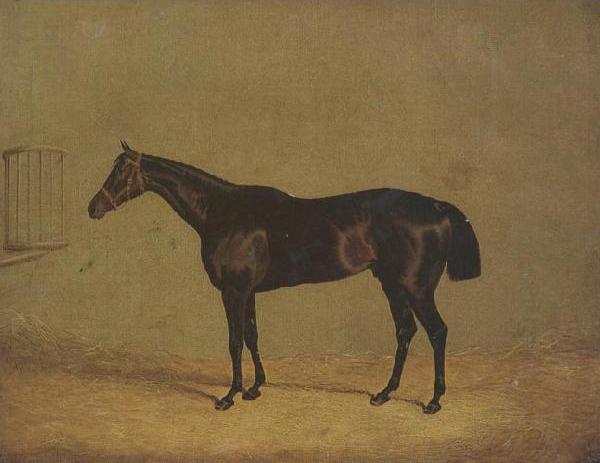 The Racehorse Mulatto in A Stall