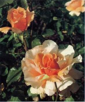 Still life floral, all kinds of reality flowers oil painting 377