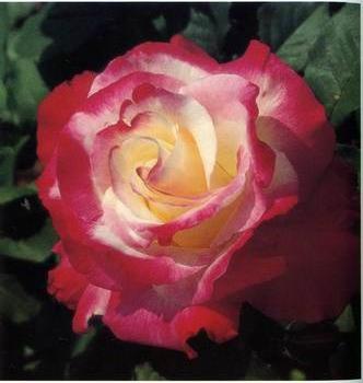 Still life floral, all kinds of reality flowers oil painting 141