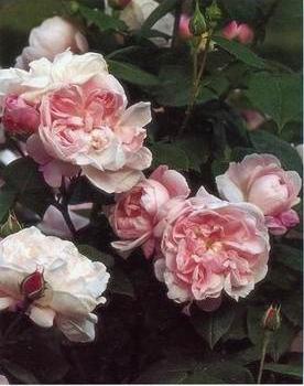 Still life floral, all kinds of reality flowers oil painting 370