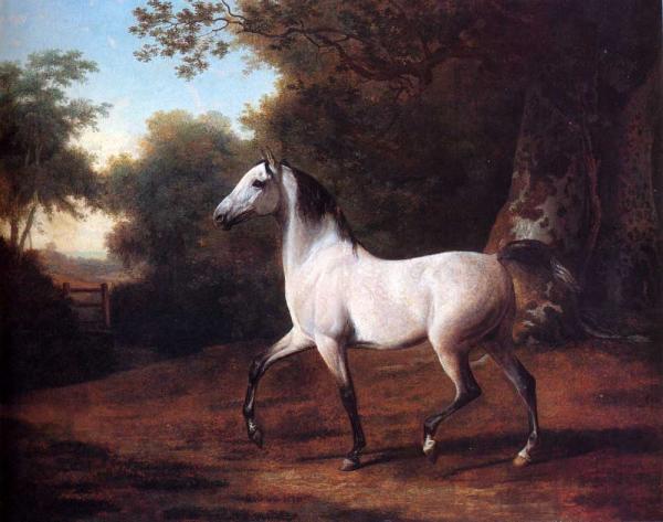 A Grey Arab Stallion in a Wooded Landscape