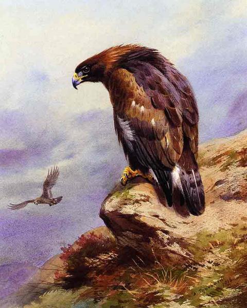 A Golden Eagle
