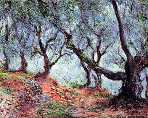 Grove of Olive Trees in Bordighera