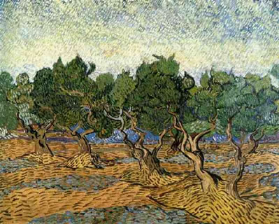Olive Grove